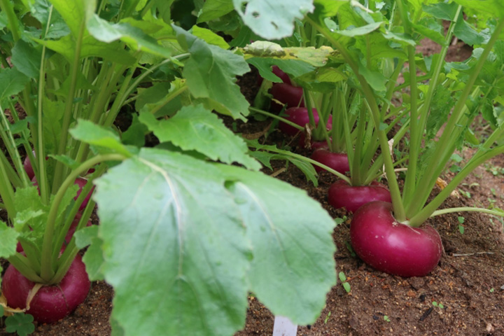 公開講座「長崎の伝統野菜を作ろう～種から考える栽培技術～」を実施しました（全３回）2021/9/22、10/20、11/24（水）