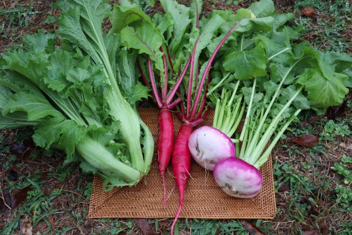 公開講座「長崎の伝統野菜をつくろう～種から考える栽培技術～」を実施しました！