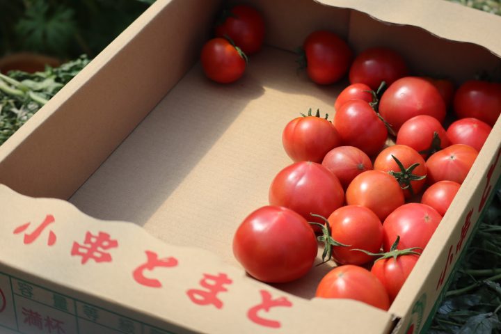 【公開講座】「地域の農業から学ぶ栽培技術～高糖度トマトとその作り方～」第1回が終了しました！