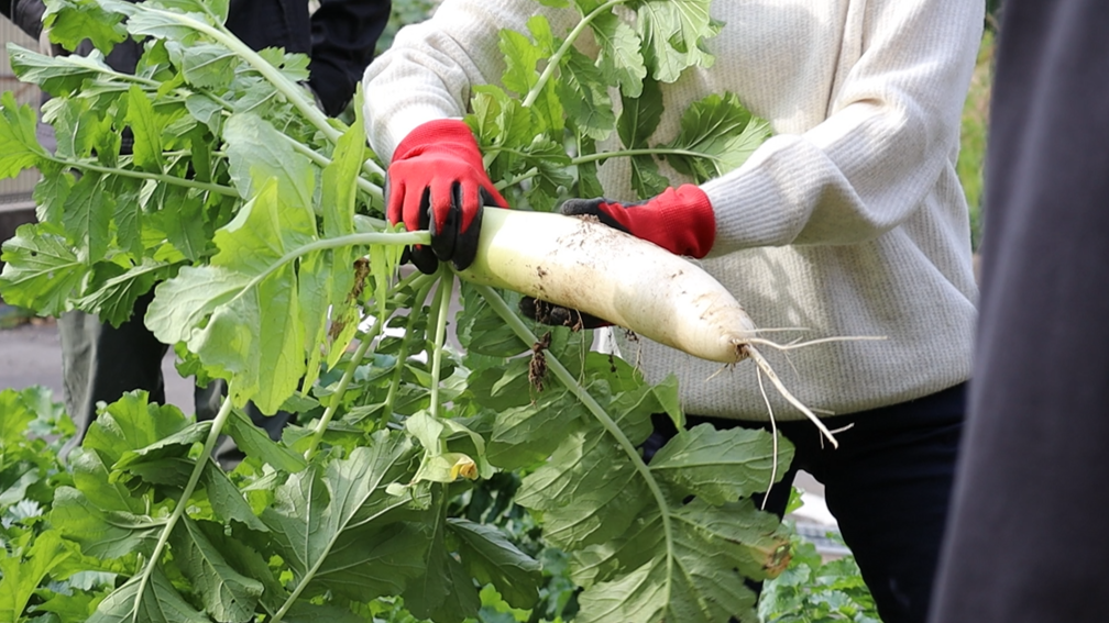 【公開講座】「長崎の伝統野菜を作ろう～種から考える栽培技術～」第3回が終了しました！