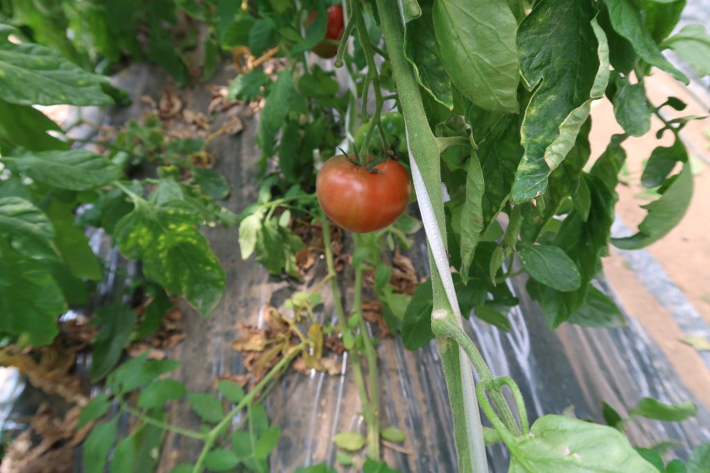 【公開講座】2024年「地域の農業から学ぶ栽培技術～高糖度トマトとその作り方～」第1回終了！