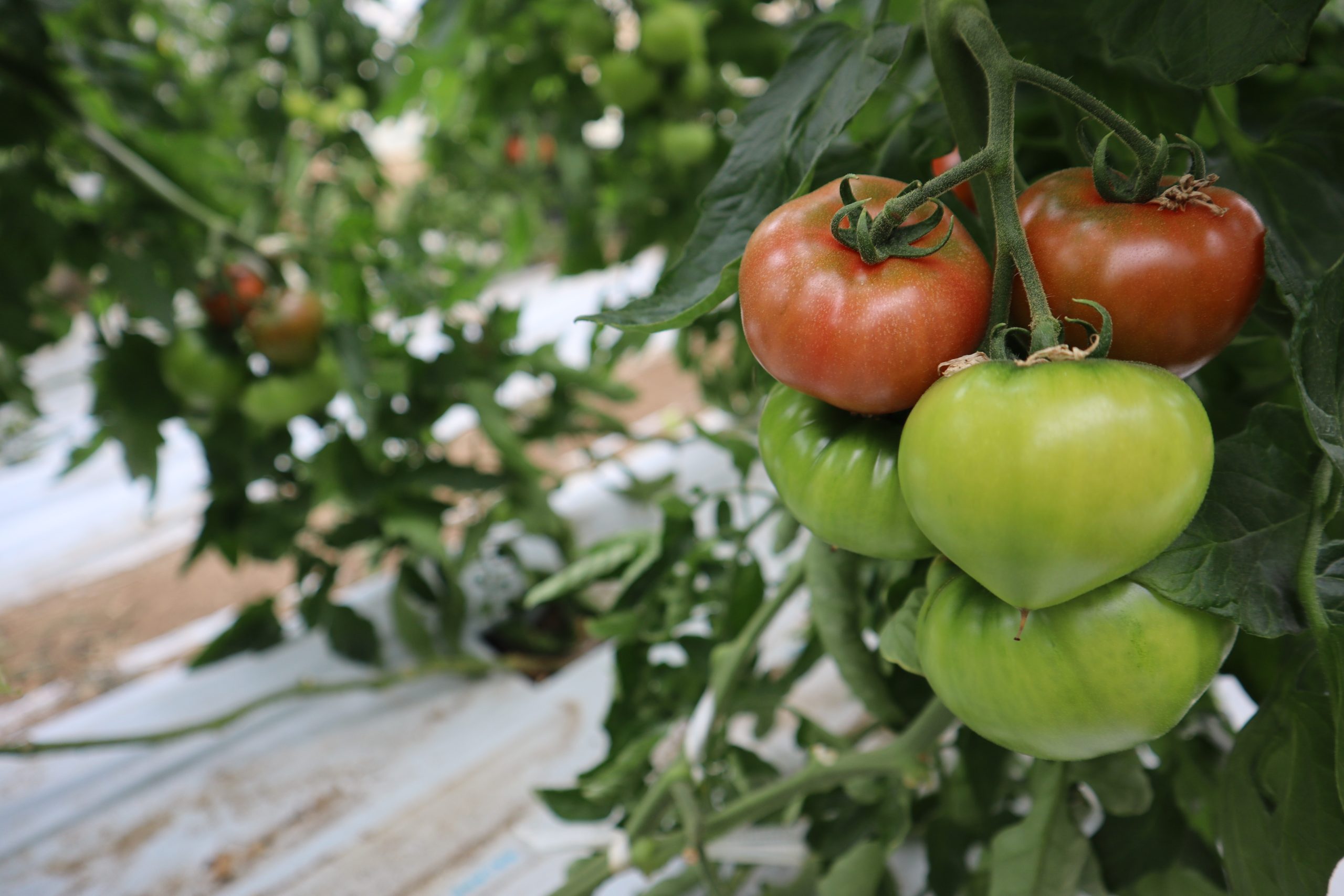 公開講座】「地域の農業から学ぶ栽培技術～高糖度トマトとその作り方
