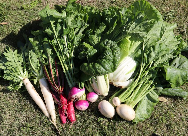 【公開講座】「長崎の伝統野菜を作ろう～種から考える栽培技術～」第３回の講座を開催しました！